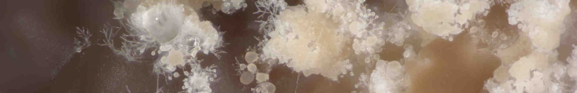 Applied Mycology